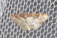 Idaea rusticata