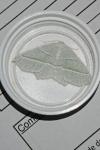 Campaea margaritaria