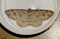 Ectropis crepuscularia