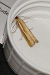 Agriphila tristella