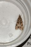 Eudonia mercurella