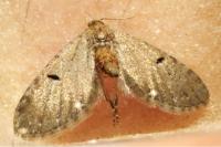 Eupithecia gr. absinthiata