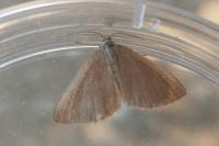 Minoa murinata