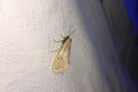Setina irrorella irrorella