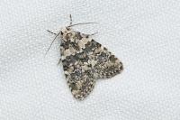 Bryophila domestica