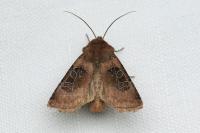 Chersotis cuprea