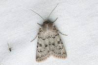 Epipsilia grisescens
