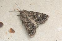Apamea furva