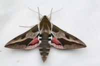 Hyles euphorbiae