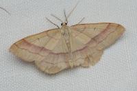 Rhodostrophia vibicaria