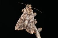 Apamea monoglypha monoglypha