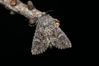 Apamea maillardi