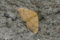 Camptogramma bilineata