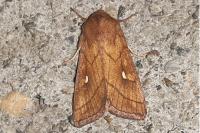 Mythimna conigera
