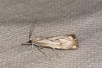 Catoptria falsella