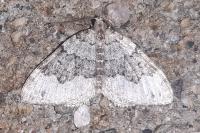 Colostygia aptata