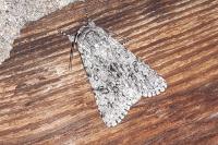 Acronicta euphorbiae