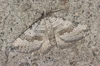 Scotopteryx bipunctaria