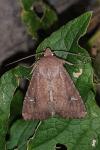 Apamea lateritia