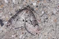 Thera cognata