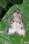 Agrotis clavis clavis