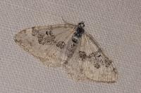Xanthorhoe montanata
