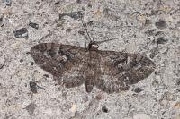 Eupithecia pusillata