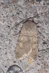 Euxoa decora simulatrix