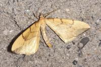 Gandaritis pyraliata