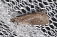 Assara conicolella