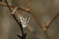 Aplocera efformata/plagiata