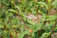 Cucullia asteris