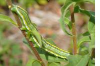 Cucullia asteris