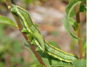 Cucullia asteris