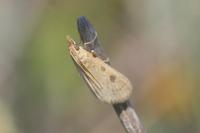 Udea numeralis