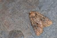 Mesapamea secalella/secalis