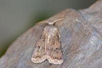 Agrotis bigramma