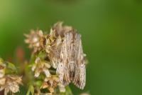 Apamea lithoxylaea
