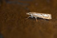 Catoptria mytilella