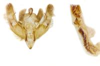 Hoplodrina hesperica