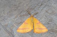 Lythria purpuraria