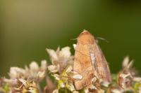 Mesogona acetosellae