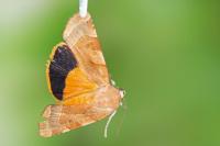 Noctua fimbriata