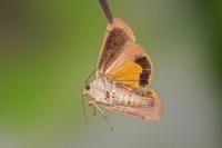 Noctua janthe