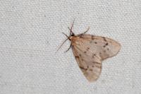 Paidia rica