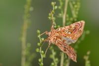 Panchrysia v-argenteum