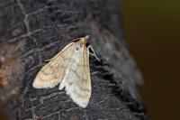 Paracorsia repandalis