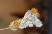 Polymixis dubia