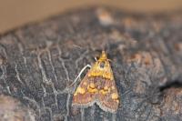 Pyrausta aurata