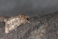 Thalpophila matura